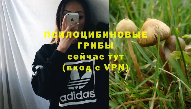 маркетплейс какой сайт  Каргат  Галлюциногенные грибы MAGIC MUSHROOMS 